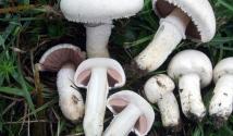 Шампиньоны – БЖУ, калорийность, польза и вред грибов для организма Сколько воды в шампиньонах